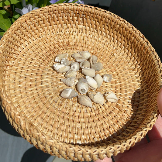 Druzy Quartz Shells