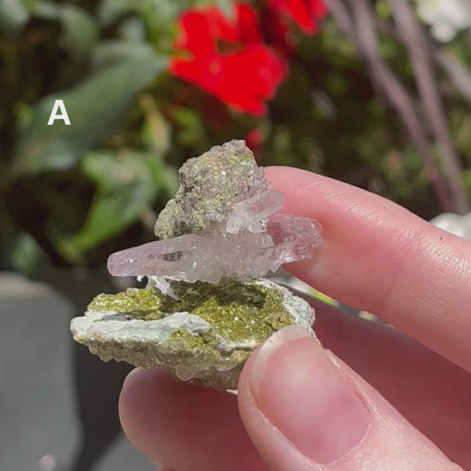 Vera Cruz Amethyst Specimens